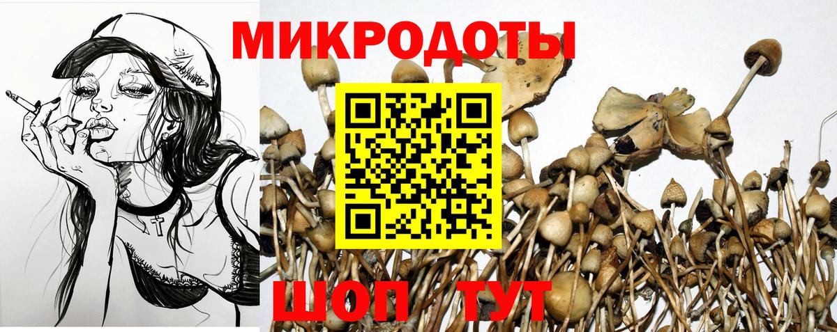 Псилоцибиновые грибы Psilocybine cubensis Электрогорск